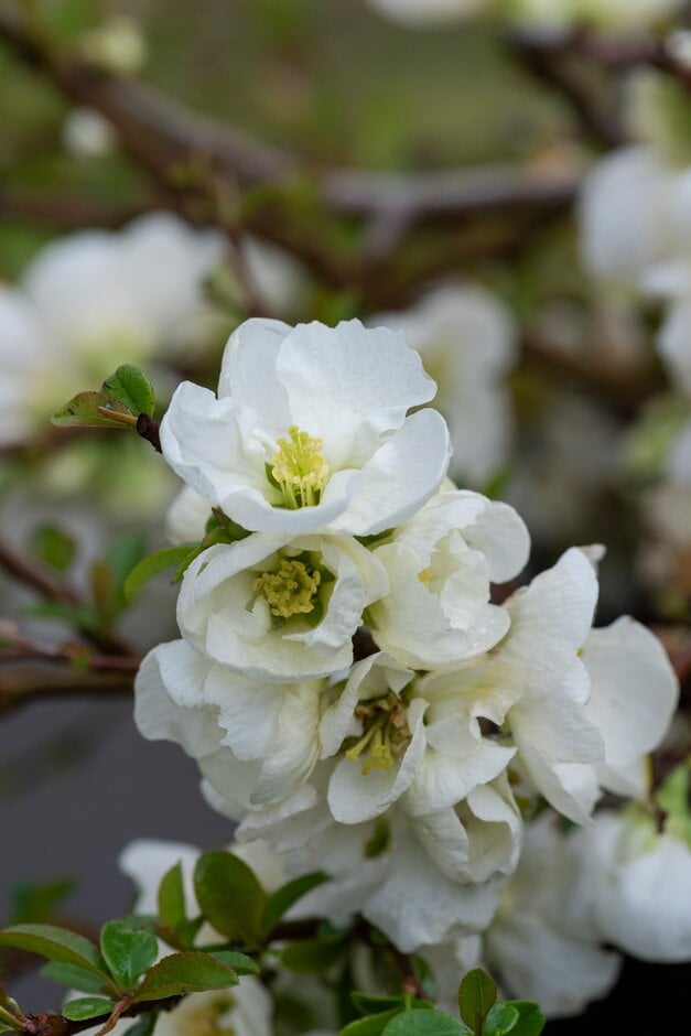 Japanese quince 'Jet Trail'